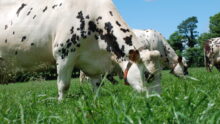 vache normande à l'herbe au printemps