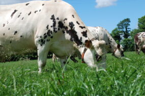 vache normande à l'herbe au printemps