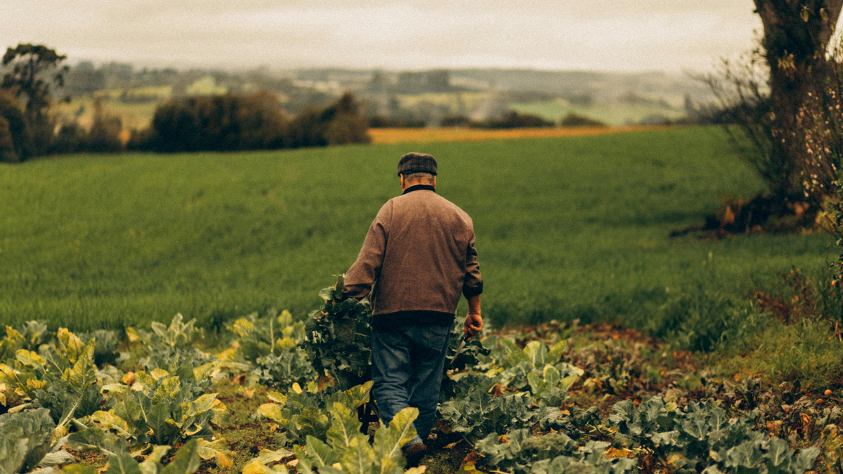 agriculteur dans champ de légumes - Illustration Agriculture : un secteur sous pression ?