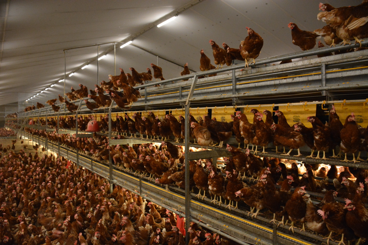 Des poules pondeuses dans un bâtiment d'élevage de volailles - Illustration Accompagner  les porteurs de projet