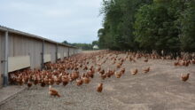 Des poules en plein air à côté d'un bâtiment d'élevage de volailles