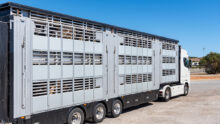 Vue de côté d'un camion transportant du bétail