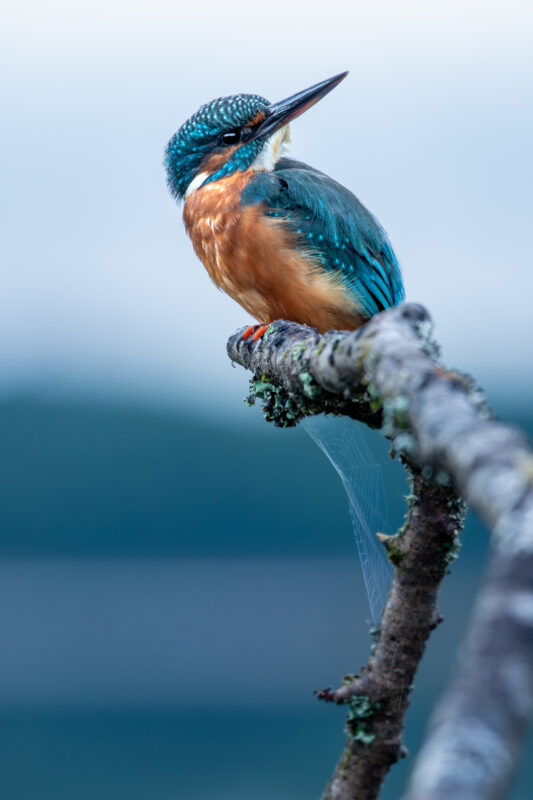 Un martin-pêcheur saisi sur le vif par Erwan Caudal,  photographe animalier amateur des Monts d’Arrée.
