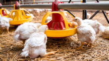 Des poulets  dans un élevage de volailles en train de manger dans un distributeur automatique