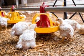 Des poulets  dans un élevage de volailles en train de manger dans un distributeur automatique