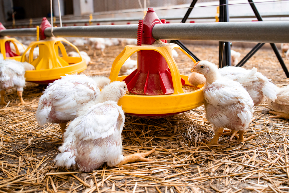 Des poulets  dans un élevage de volailles en train de manger dans un distributeur automatique - Illustration Les alarmes techniques, un enjeu vital pour prévenir les sinistres