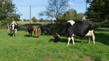vaches nourrices avec des veaux dans une pâture
