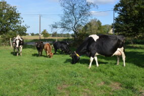 vaches nourrices avec des veaux dans une pâture
