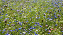 Une bande fleurie, gage de biodiversité, dans un champ agricole