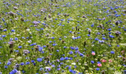 Une bande fleurie, gage de biodiversité, dans un champ agricole