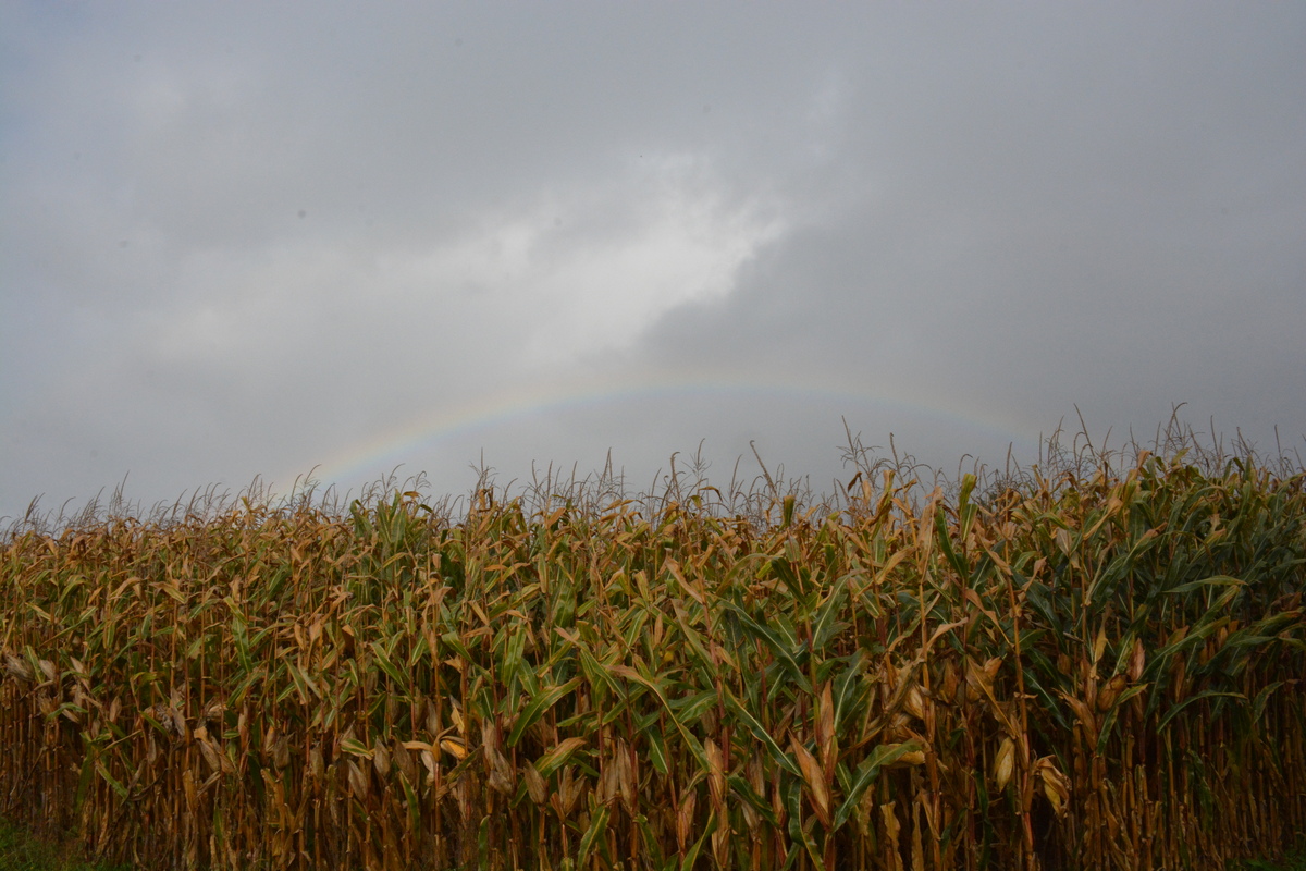 Un champ de maïs avec un ciel gris et un arc en ciel - Illustration L&rsquo;objectif de 1,5 °C sera dépassé