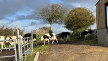 Des vaches laitières marchant l'une derrière l'autre