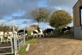 Des vaches laitières marchant l'une derrière l'autre