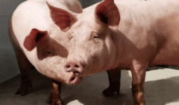 Deux cochons