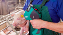 porte idal vaccination intradermique Porcelets