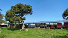 Un hangar agricole avec une toit en panneaux photovoltaïques