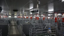 Un bâtiment d'élevage de porc entièrement vide