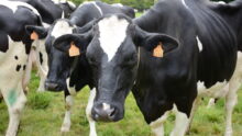 Gros plan sur des vaches prim'holstein dans un champ