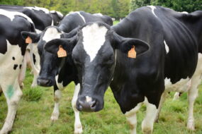 Gros plan sur des vaches prim'holstein dans un champ