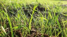 levée de ray-grass dans un champ de céréale