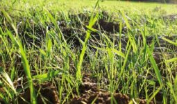 levée de ray-grass dans un champ de céréale
