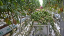 Une femme travaille dans une serre de tomate