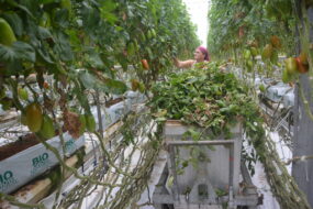 Une femme travaille dans une serre de tomate