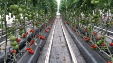 Une serre de tomate