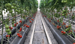 Une serre de tomate