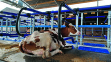 Une vache dans une logette