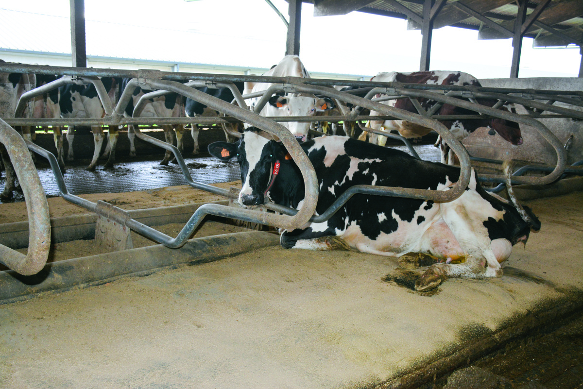 Vache en logette