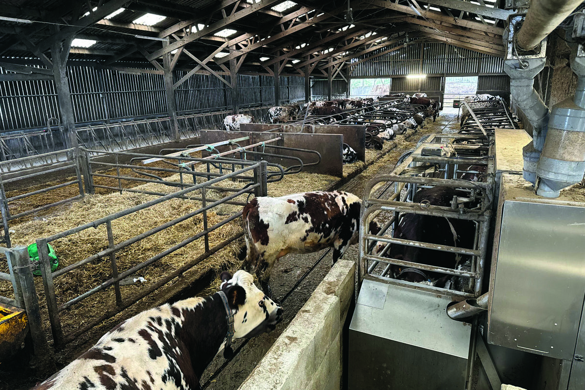 Des vaches de race Normande attendant leur tour devant un robot de traite - Illustration Les robots sont entrés dans l’étable en douceur