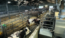 Des vaches de race Normande attendant leur tour devant un robot de traite