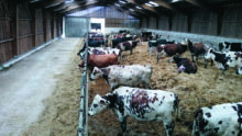 L'intérieur d'une stabulation avec des vaches sur aire paillée