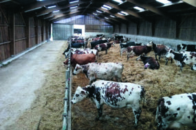 L'intérieur d'une stabulation avec des vaches sur aire paillée