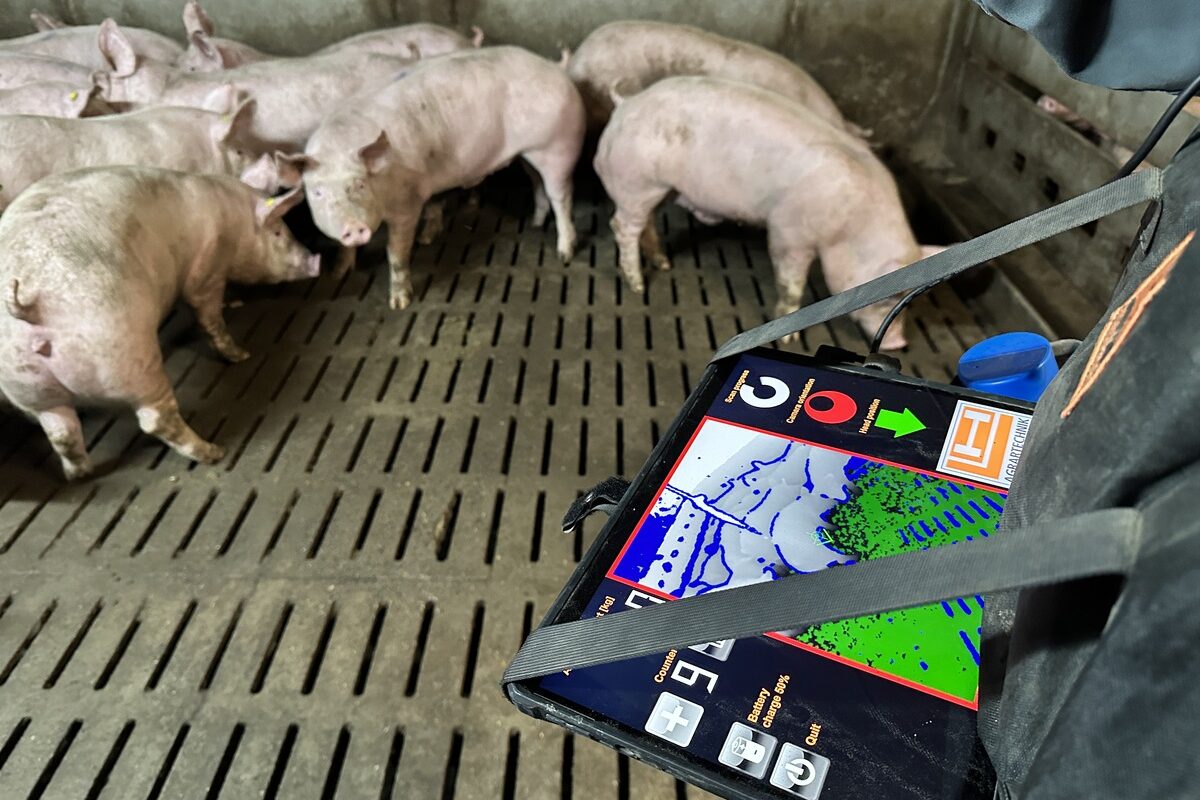 Gros plan sur une tablette optiscan dans les mains d'un éleveur de porc au milieu de ses cochons - Illustration L’IA ne menace pas  les métiers de l’agriculture
