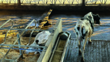 Dans un bâtiment en élevage laitier, une vache couchée dans une logette, une vache debout dans un couloir et un racleur passant dans le couloir d'xercice.