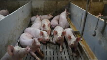 Une case avec des porcs dans un bâtiment d'élevage