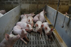 Une case avec des porcs dans un bâtiment d'élevage