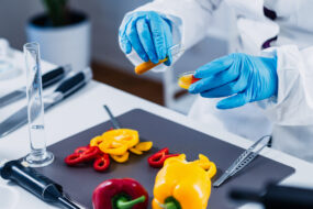 Gros plan sur les mains d'un scientifique qui porte des gants de laboratoire. Il analyse des poivrons