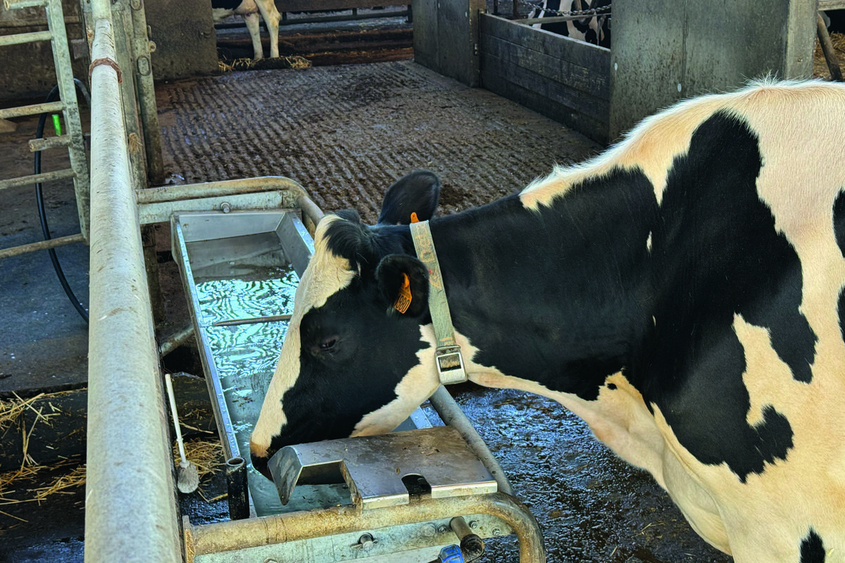 Une vache laitière de race Holstein en train boire dans un abreuvoir. - Illustration Nettoyer les circuits d’eau pour préserver un débit suffisant