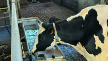Une vache laitière de race Holstein en train boire dans un abreuvoir.