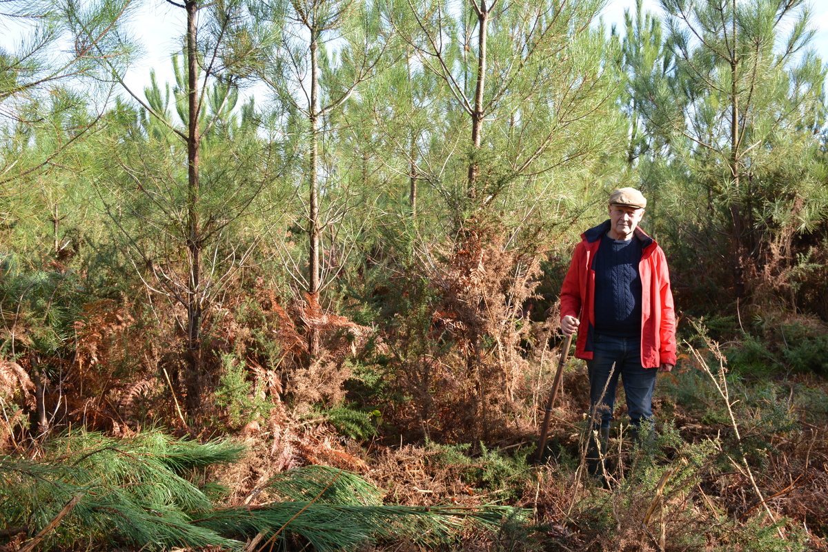 Un homme en forêt - Illustration Le pin maritime a un avenir en Morbihan