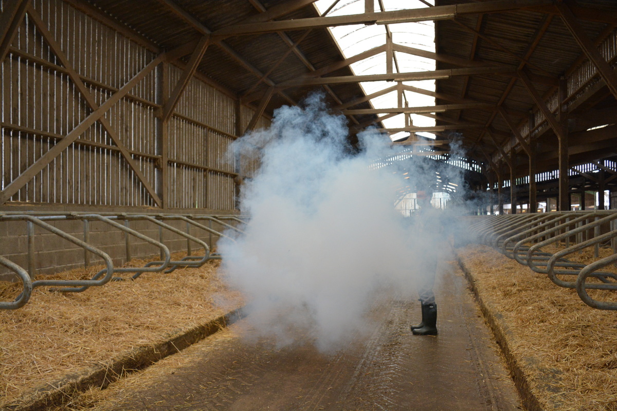  test de fumigène dans une stabulation de vaches - Illustration S’adapter sans renier son système