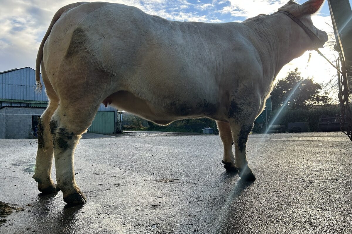 Une vache de race Charolaise - Illustration Décrocher une place pour le Salon