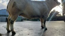 Une vache de race Charolaise