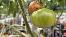 Gros plan sur des pieds de tomate
