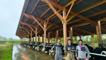 Trois éleveurs devant des vaches de race Holstein alignées à l'auge