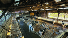 Une étable pour vaches laitières de race Holstein équipée de logettes