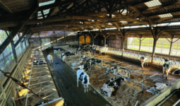 Une étable pour vaches laitières de race Holstein équipée de logettes